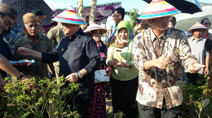 UMKM Hortikultura