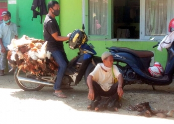 Penjualan ayam