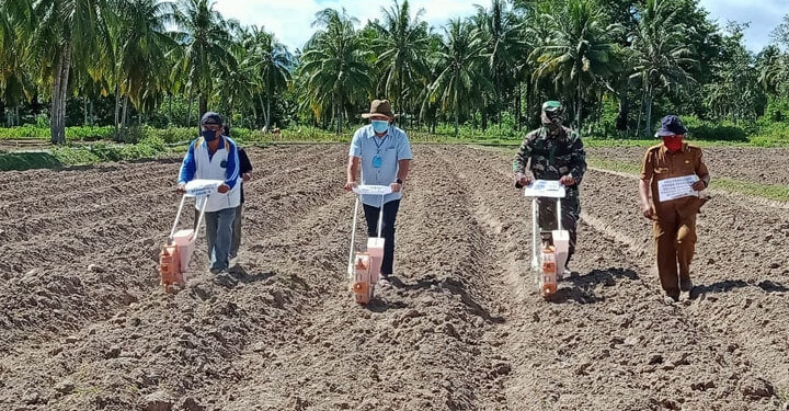 Tanam Jagung tumpang sari