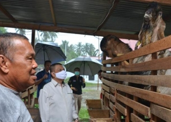 Tinjau Peternakan Kambing di Hutadaa