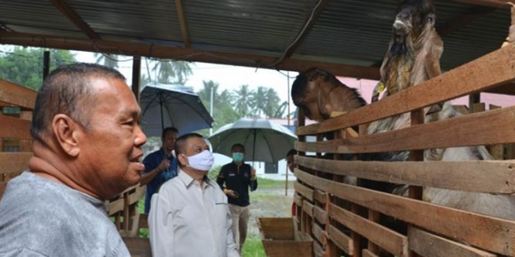Tinjau Peternakan Kambing di Hutadaa