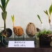 Hasil kerajinan dari limbah kelapa