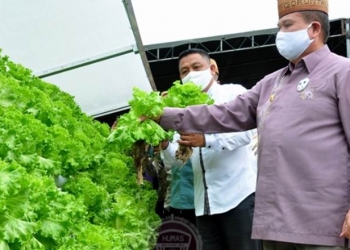 Wagub Gorontalo H. Idris Rahim memanen sayur di kebun P2L Desa Ulanta, Kecamatan Suwawa, Kabupaten Bone Bolango, Kamis (24/9/2020). (Foto : Haris – Humas)