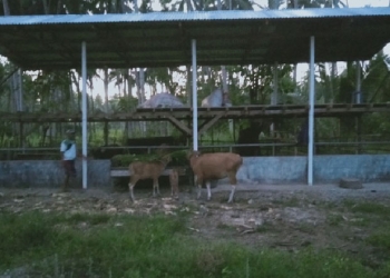 UNG Bantu Pengembangan ternak sapi potong