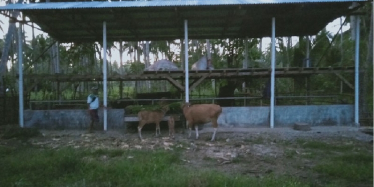UNG Bantu Pengembangan ternak sapi potong