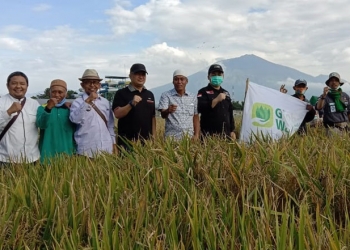 Gunakan Teknologi Bio Santri, SANTANI Panen Padi 12,6 Ton per Hektare