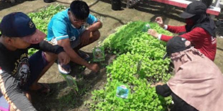 Cegah Stunting di Pohuwato, Mahasiswa KKN  UNG Dirikan Kebun Gizi di Desa Popayato