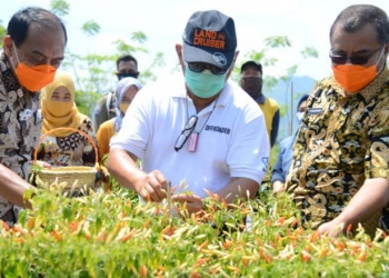 Panen Cabe Malita