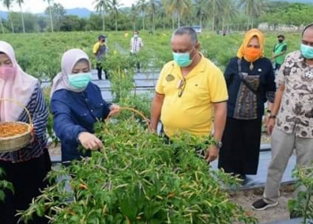 Anggota DPR RI, Idah Syahidah, bersama Gubernur Gorontalo melakukan panen cabai di Tilongkabila, Bone Bolango, Jumat (27/11/2020).