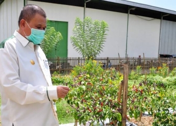 Cabai Lokal Gorontalo