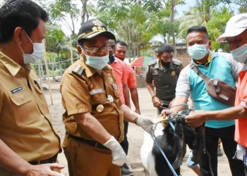 Dorong Pemulihan Ekonomi Masyarakat, Indra Yasin Serahkan Bantuan Ternak