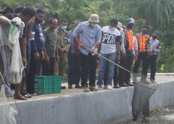 Bupati Hamim Pou saat melakukan panen udang vaname di Desa Tolotio Kecamatan Bone Pantai