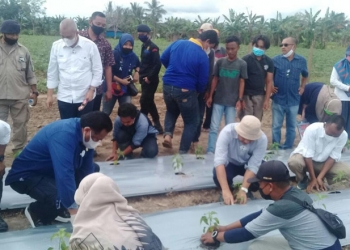 Wakil Ketua DPR RI, Rachmat Gobel, bersama Bupati Bone Bolango, Hamim Pou melakukan penanaman cabai, Sabtu (26/12/2020). (indra/gopos)