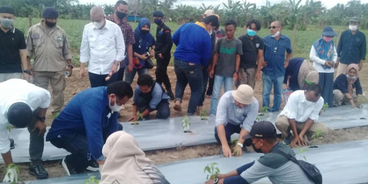 Wakil Ketua DPR RI, Rachmat Gobel, bersama Bupati Bone Bolango, Hamim Pou melakukan penanaman cabai, Sabtu (26/12/2020). (indra/gopos)