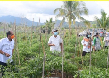 Pertanian gorontalo