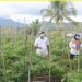Pertanian gorontalo
