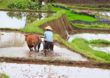 Ilustrasi lahan sawah