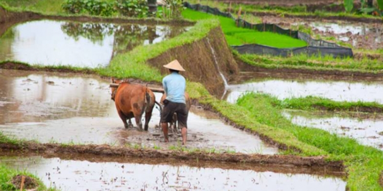 Ilustrasi lahan sawah