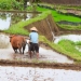 Ilustrasi lahan sawah