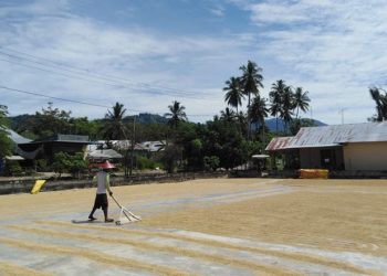 Produksi padi di Kabupaten Bone Bolango mengalami peningkatan cukup signifikan. (Humas Bone Bolango)