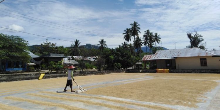 Produksi padi di Kabupaten Bone Bolango mengalami peningkatan cukup signifikan. (Humas Bone Bolango)