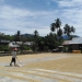 Produksi padi di Kabupaten Bone Bolango mengalami peningkatan cukup signifikan. (Humas Bone Bolango)
