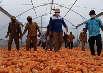 PENGERING JAGUNG - Bupati Hamim Pou saat meresmikan Dryer UV untuk para petani jagung di Kecamatan Bulango Ulu. (Foto Istimewa)