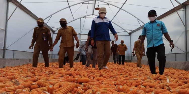 PENGERING JAGUNG - Bupati Hamim Pou saat meresmikan Dryer UV untuk para petani jagung di Kecamatan Bulango Ulu. (Foto Istimewa)