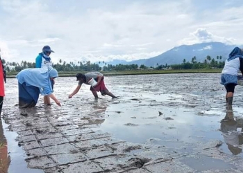 Proses Peninjauan Penanaman Padi oleh Penyuluh Pertanian di Kecamatan Kabila