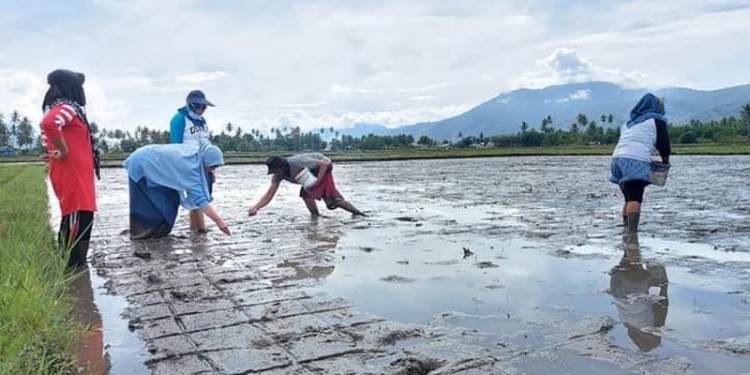 Proses Peninjauan Penanaman Padi oleh Penyuluh Pertanian di Kecamatan Kabila