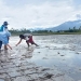 Proses Peninjauan Penanaman Padi oleh Penyuluh Pertanian di Kecamatan Kabila