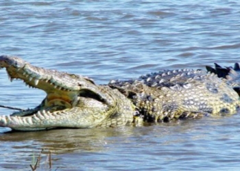 Ilustrasi Buaya Muara
