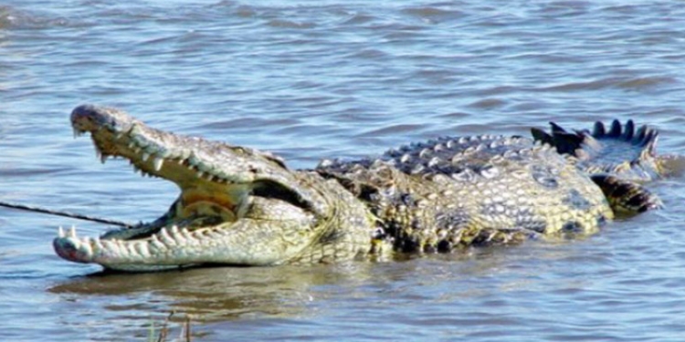 Ilustrasi Buaya Muara