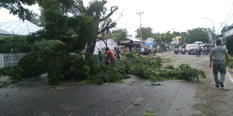 PANGKAS POHON - Pemangkasan pohon pelindung di tepi jalan raya Telaga-Limboto, Sabtu (13/2/2021). (ramlan/gopos)