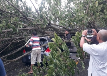 Mobil tertimpa pohon tumbang