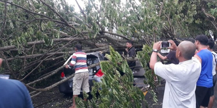 Mobil tertimpa pohon tumbang