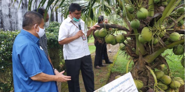 Balit Palma Gorontalo