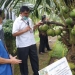 Balit Palma Gorontalo