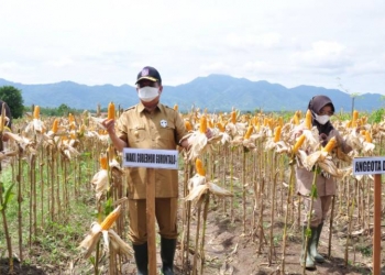 Kebun Bappeda gorontalo