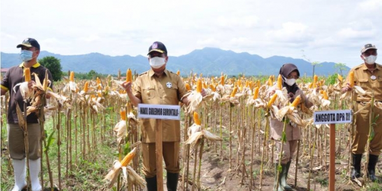Kebun Bappeda gorontalo