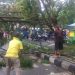 Petugas Dinas Lingkungan Hidup Kabupaten Gorontalo melakukan pembersihan material batang pohon yang tumbang di depan kantor Diskominfo Kabupaten Gorontalo.(putra/gopos)