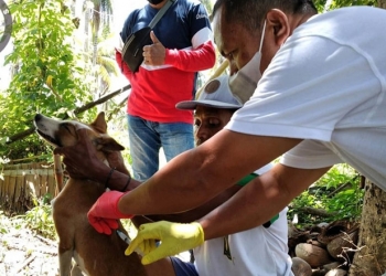 Tiga Warga Digigit Anjing, Distannak Bone Bolango Gerak Cepat Vaksinasi Rabies