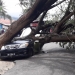 Sebuah mobil Toyota Avanza tertimpa batang pohon tumbang di kompleks Taman Paguat, Kabupaten Pohuwato, Jumat (9/4//2021).
