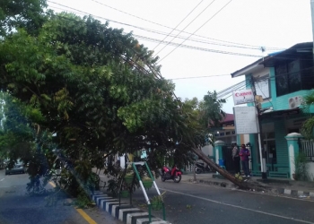 Pohon tumbang di Kelurahan Kayubulan, Kecamatan Limboto