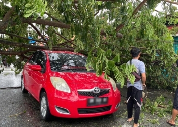 Pohon Tumbang di Ulapato
