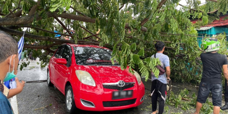 Pohon Tumbang di Ulapato