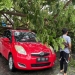 Pohon Tumbang di Ulapato