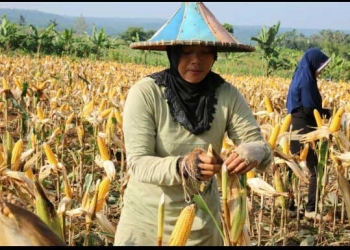 Ilustrasi panen jagung. (Foto: dokumen Kementan)