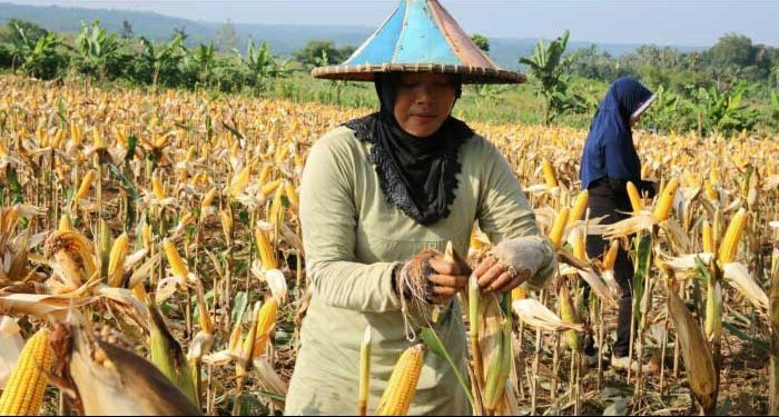 Ilustrasi panen jagung. (Foto: dokumen Kementan)