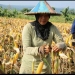 Ilustrasi panen jagung. (Foto: dokumen Kementan)